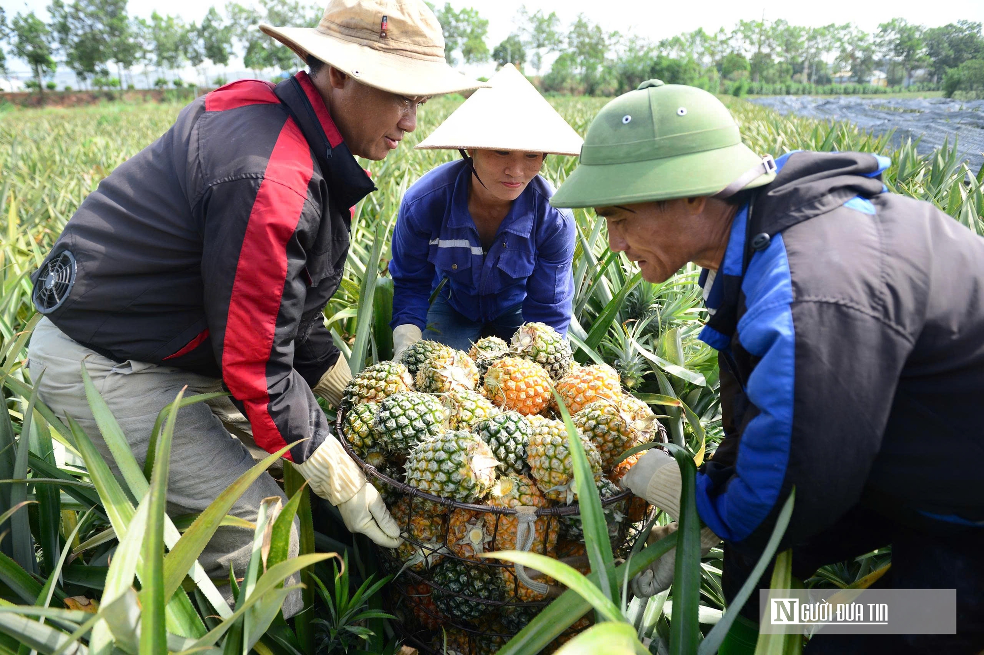 Tìm hướng đi mới, nâng cao giá trị nông sản Thanh Hóa- Ảnh 5.