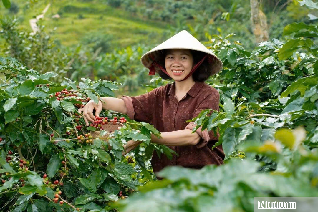 Quảng Trị chạy nước rút tuân thủ quy định EUDR- Ảnh 2.
