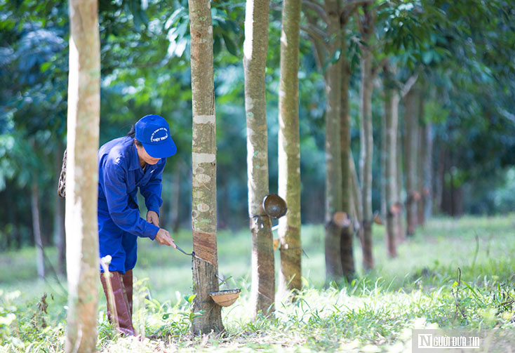 Quảng Trị chạy nước rút tuân thủ quy định EUDR- Ảnh 3.