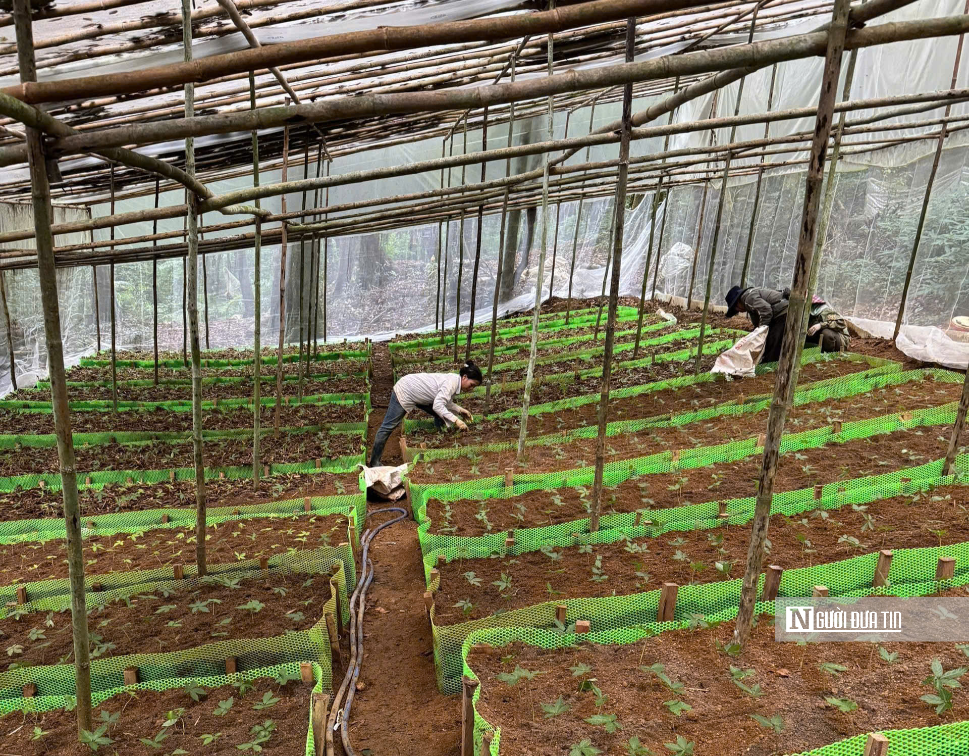 Trộm sâm Ngọc Linh diễn biến phức tạp, giám định tang vật gặp khó- Ảnh 4.