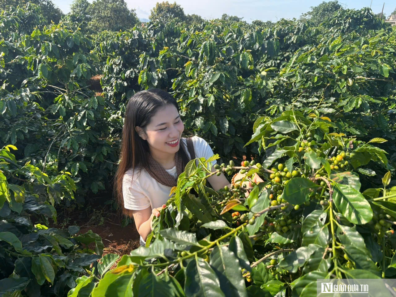 Quảng Trị: Định hướng tương lai cho ng&agrave;nh h&agrave;ng c&agrave; ph&ecirc; đặc sản- Ảnh 3.