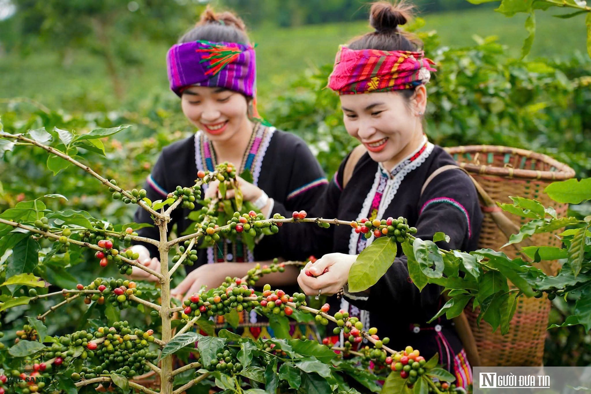 Quảng Trị: Định hướng tương lai cho ng&agrave;nh h&agrave;ng c&agrave; ph&ecirc; đặc sản- Ảnh 4.
