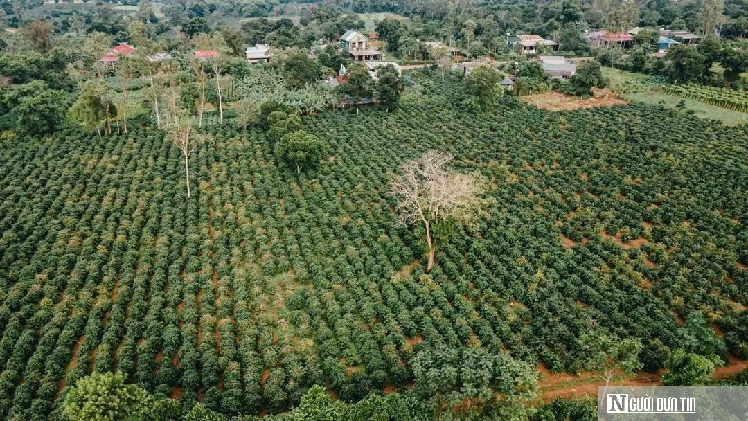 Quảng Trị: Định hướng tương lai cho ng&agrave;nh h&agrave;ng c&agrave; ph&ecirc; đặc sản- Ảnh 5.
