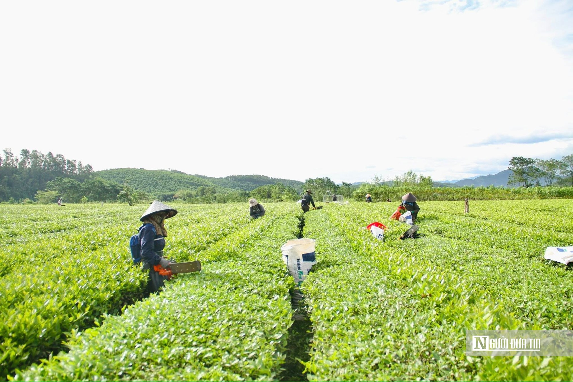 “Đánh thức” tiềm năng cây chè bằng liên kết chuỗi giá trị, gắn với du lịch trải nghiệm- Ảnh 1.