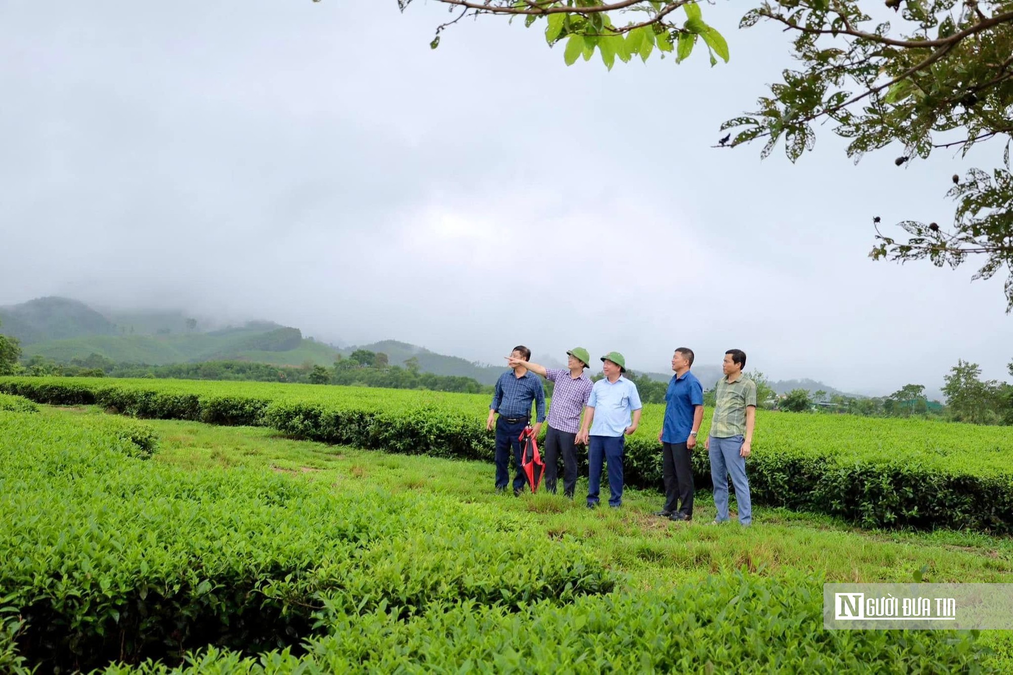 “Đánh thức” tiềm năng cây chè bằng liên kết chuỗi giá trị, gắn với du lịch trải nghiệm- Ảnh 2.