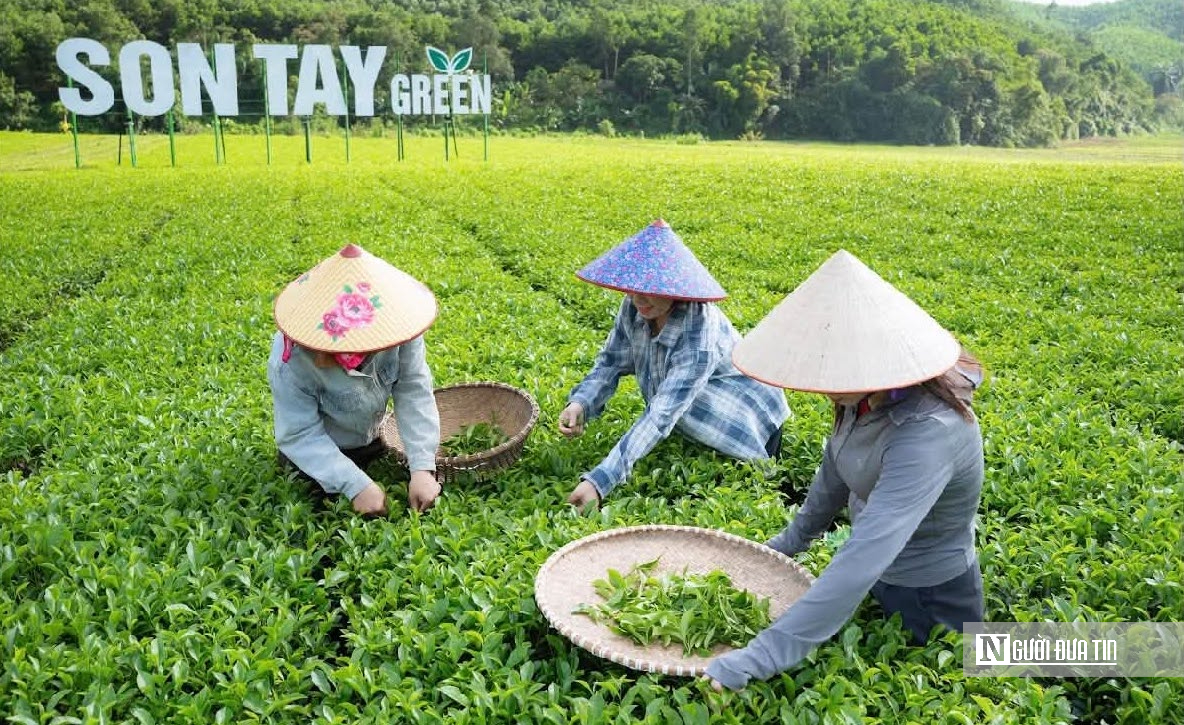 “Đánh thức” tiềm năng cây chè bằng liên kết chuỗi giá trị, gắn với du lịch trải nghiệm- Ảnh 4.