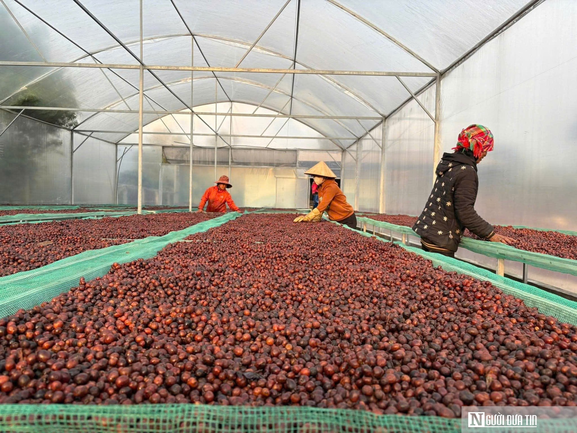 HTX n&ocirc;ng sản th&agrave;nh &lsquo;b&agrave; đỡ&rsquo; gi&uacute;p đồng b&agrave;o v&ugrave;ng cao Quảng Trị tho&aacute;t ngh&egrave;o- Ảnh 2.