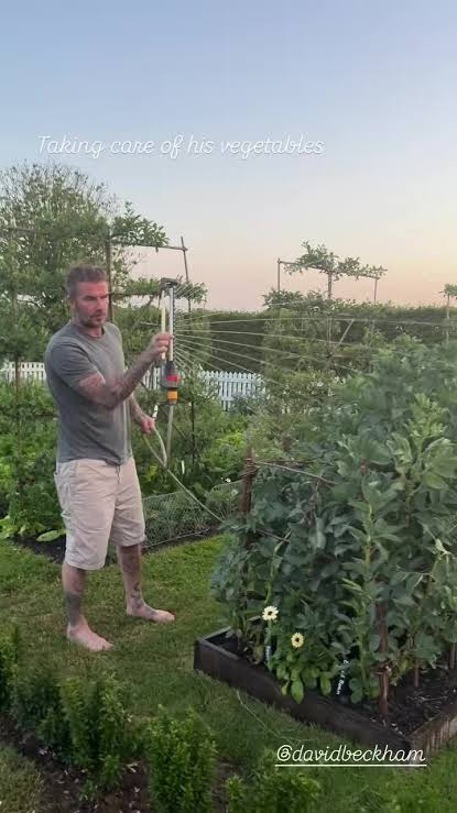 Cầu thủ David Beckham "bỏ phố về quê" trồng rau nuôi gà - Ảnh 6.