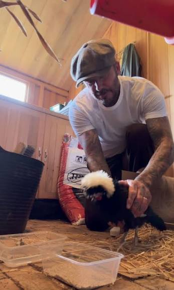 Cầu thủ David Beckham "bỏ phố về quê" trồng rau nuôi gà - Ảnh 8.