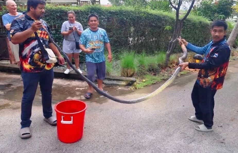 Rắn hổ mang chúa dài 5 mét bò vào nhà dân giữa lúc trời mưa- Ảnh 1.