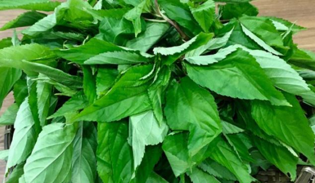 Loại rau ở Việt Nam mọc um tùm như cỏ, ở Nhật Bản được ví như