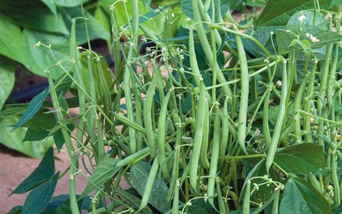 Mỹ đánh giá loại rau , hóa ra chợ Việt bán nhiều - Ảnh 2.