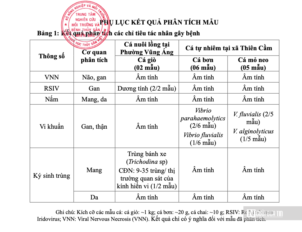 Cá chết rải rác dạt vào bờ biển: Hà Tĩnh thông báo kết quả phân tích mẫu cá- Ảnh 2.