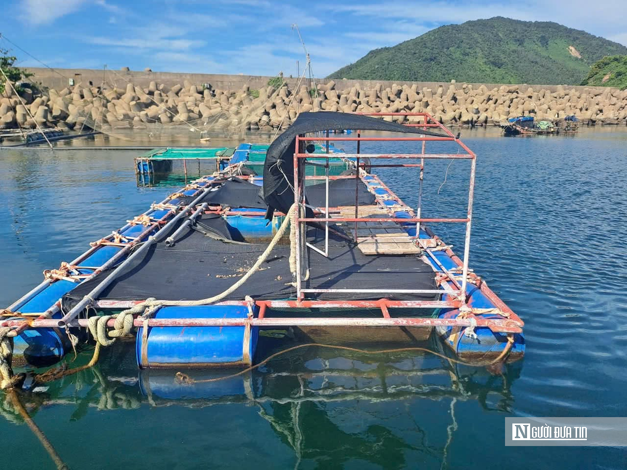 Cá chết rải rác dạt vào bờ biển: Hà Tĩnh thông báo kết quả phân tích mẫu cá- Ảnh 3.