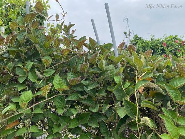 Loại lá "quét sạch" cơn ho mùa đông mà ít người biết - Ảnh 1.