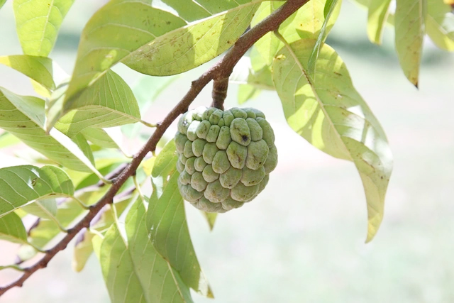 Lợi ích chưa từng nghe tới từ loại quả quen thuộc, có thể phòng ung thư, ngừa đột quỵ - Ảnh 1.