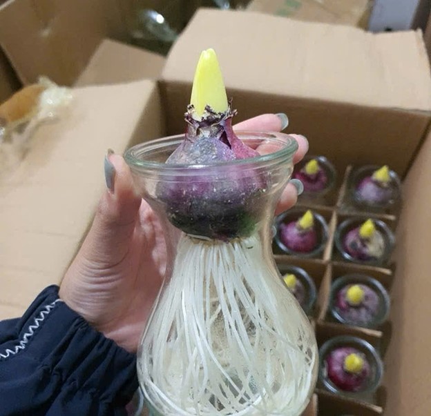 Ti&ecirc;n &ocirc;ng - Lo&agrave;i hoa c&oacute; m&ugrave;i thơm đặc biệt, h&uacute;t kh&aacute;ch trong dịp Tết- Ảnh 1.