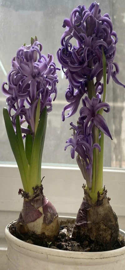 Ti&ecirc;n &ocirc;ng - Lo&agrave;i hoa c&oacute; m&ugrave;i thơm đặc biệt, h&uacute;t kh&aacute;ch trong dịp Tết- Ảnh 2.