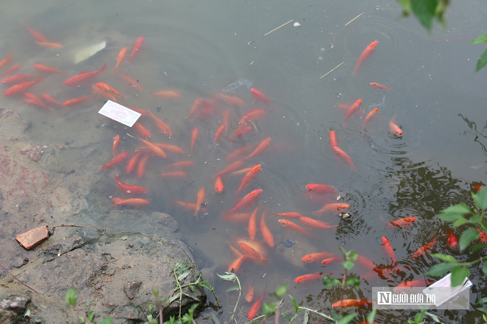 C&aacute; ch&eacute;p ngộp thở dưới l&agrave;n nước đầy tro v&agrave; r&aacute;c trong ng&agrave;y c&uacute;ng &ocirc;ng T&aacute;o- Ảnh 6.