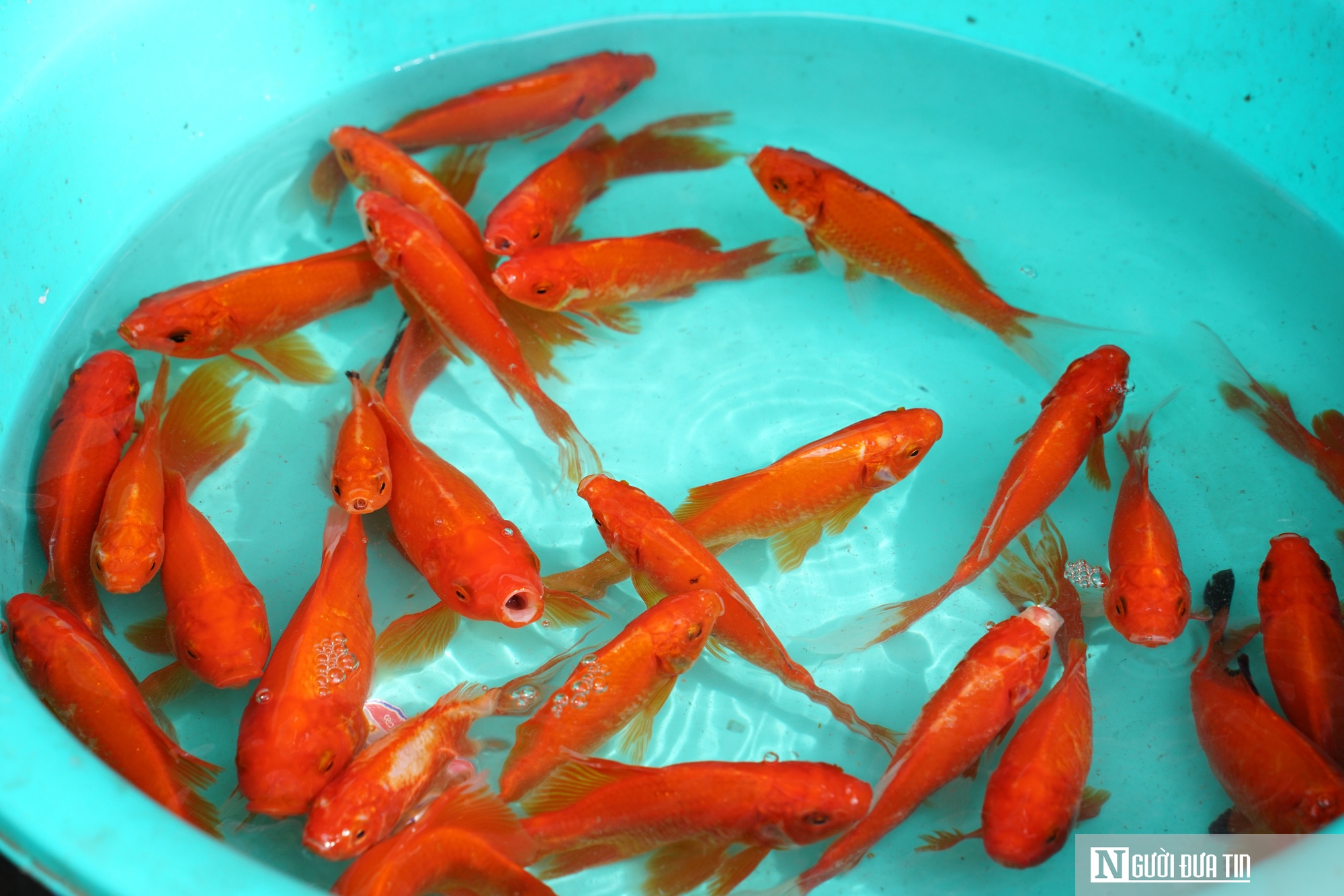 Chợ đồ cúng ông Công ông Táo vào mùa cao điểm, lan tỏa phong tục thả cá chép- Ảnh 7.