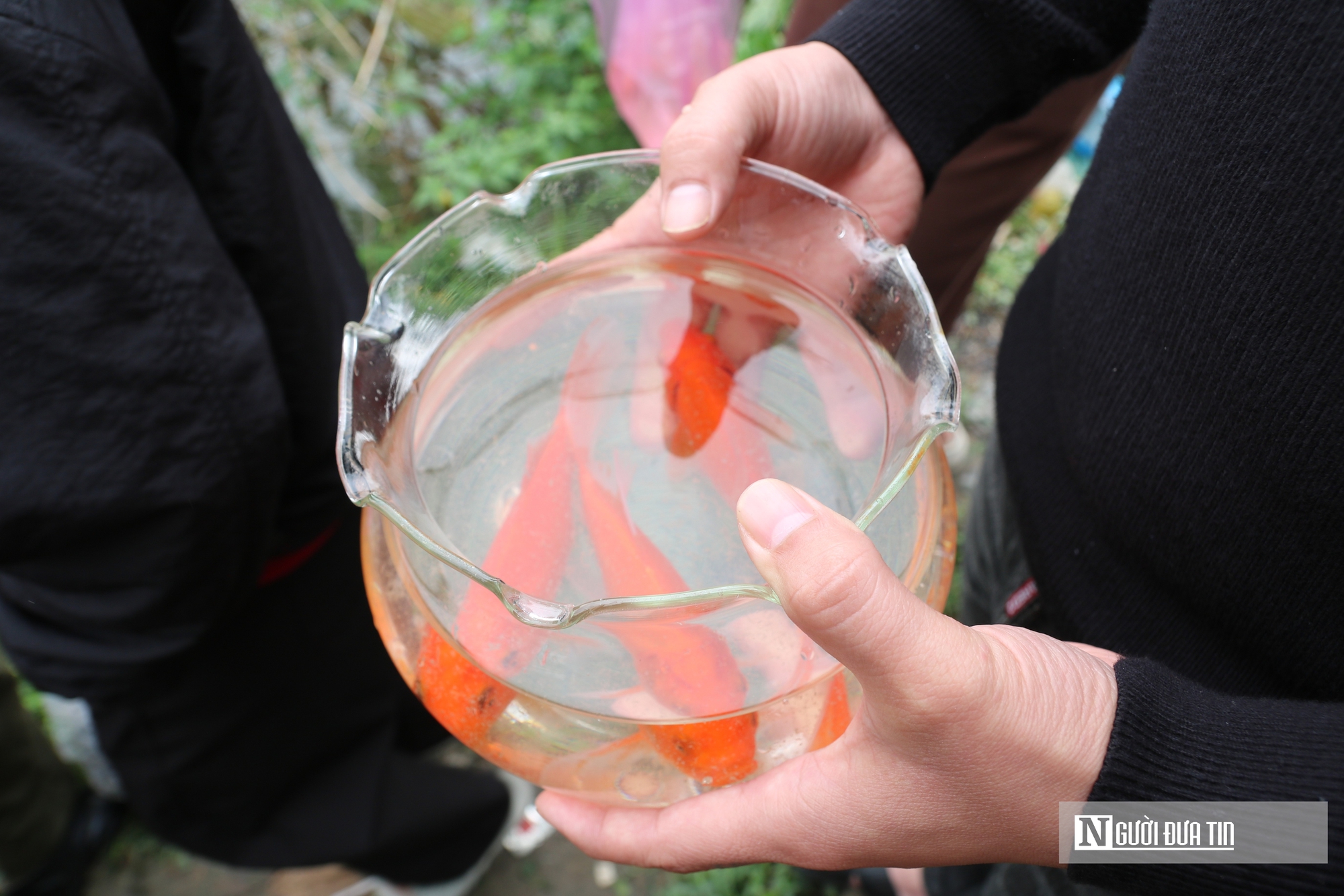 C&aacute; ch&eacute;p ngộp thở dưới l&agrave;n nước đầy tro v&agrave; r&aacute;c trong ng&agrave;y c&uacute;ng &ocirc;ng T&aacute;o- Ảnh 3.