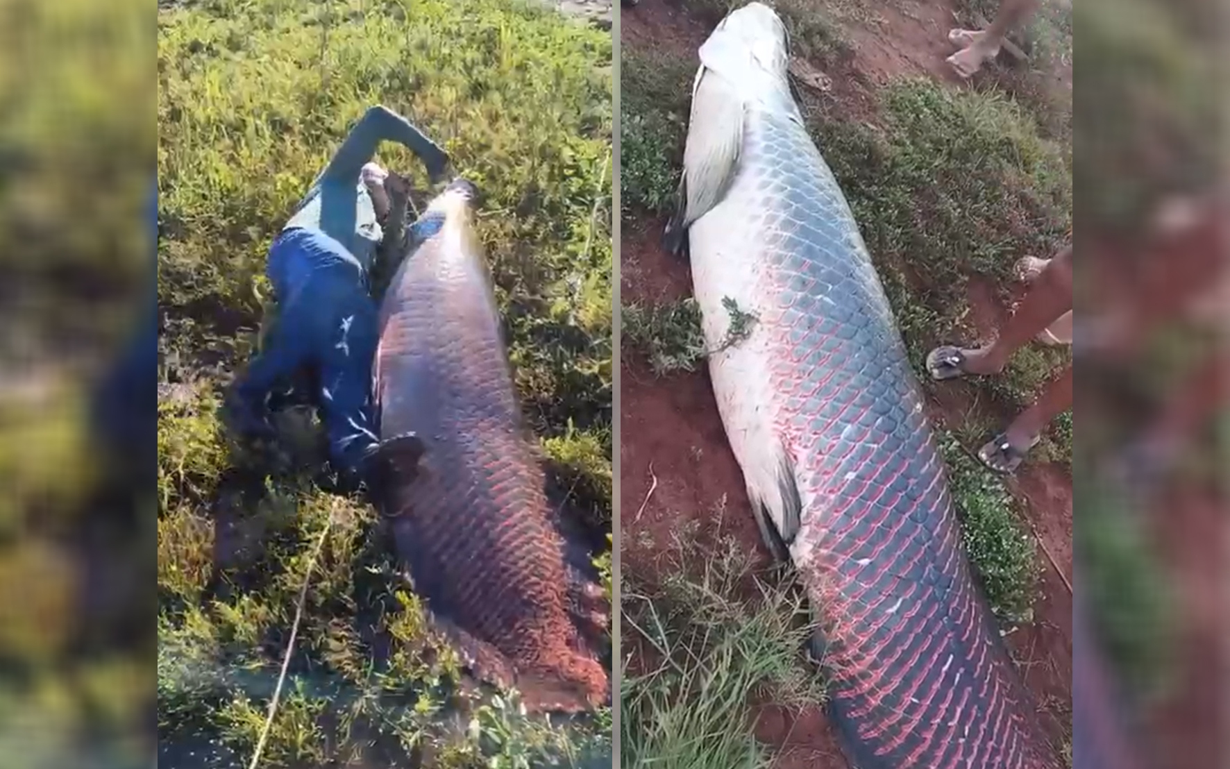 Ăn c&aacute; m&agrave;u đỏ đẹp mắt, cả gia đ&igrave;nh 4 người nhập viện  - Ảnh 2.