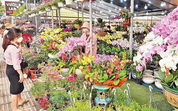 Hành trình vượt nghìn cây số bán mai Tết và cái kết ấm lòng ở Nghệ An