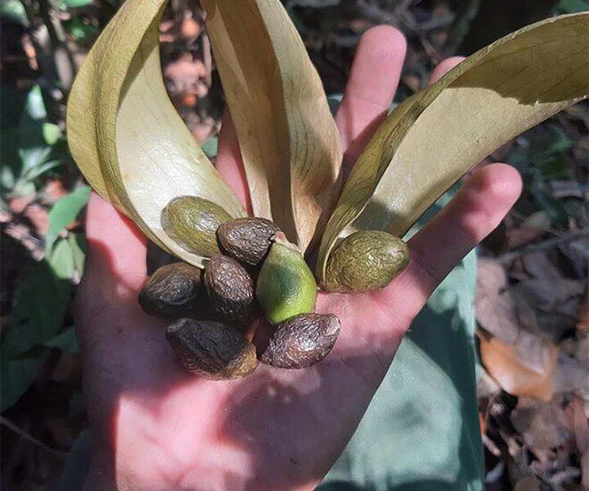 Loại hạt xưa rụng đầy gốc không ai "ngó", giờ thành đặc sản giá 300.000 đồng/kg - Ảnh 2.