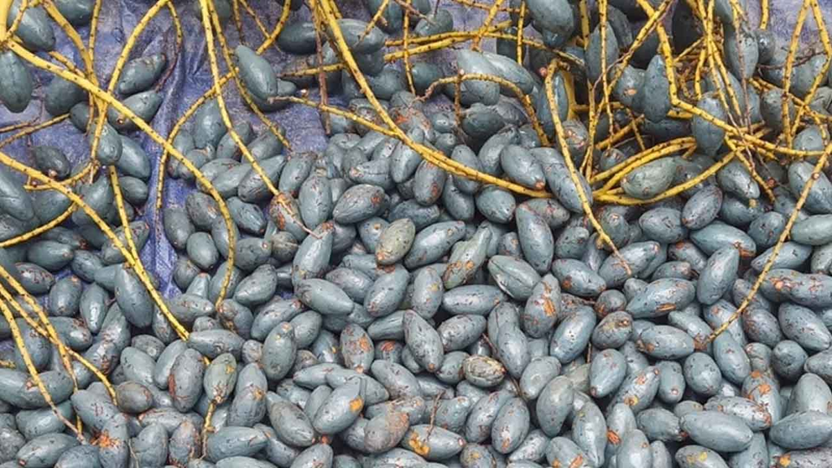 Loại quả xưa không ai thèm nhặt, giờ thành đặc sản tốt như "thuốc quý"- Ảnh 1. Loại quả xưa không ai thèm nhặt, giờ thành đặc sản tốt như "thuốc quý"- Ảnh 1.