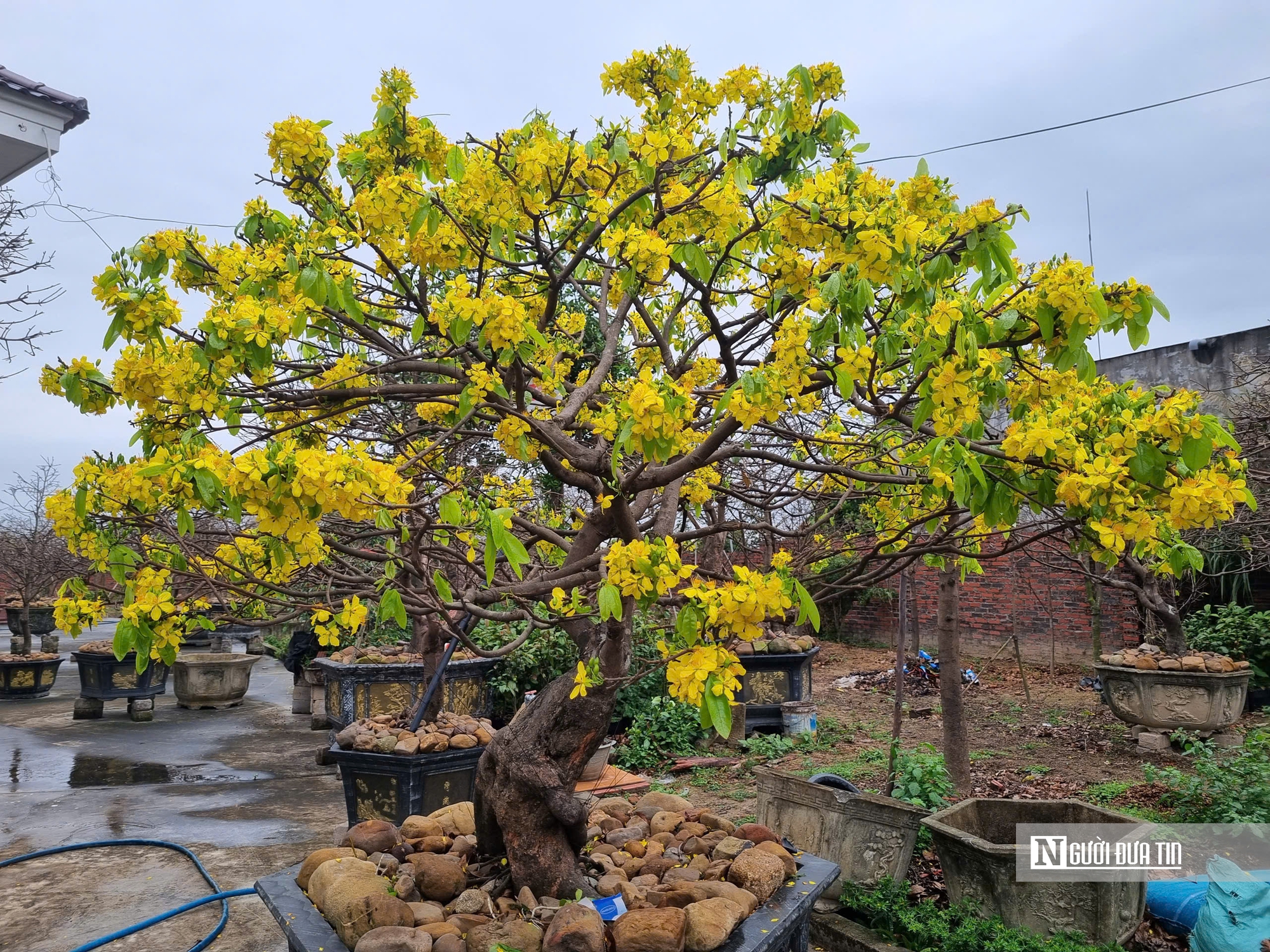 N&ocirc;ng d&acirc;n thu tiền tỷ từ c&acirc;y mai v&agrave;ng Y&ecirc;n Tử- Ảnh 1.