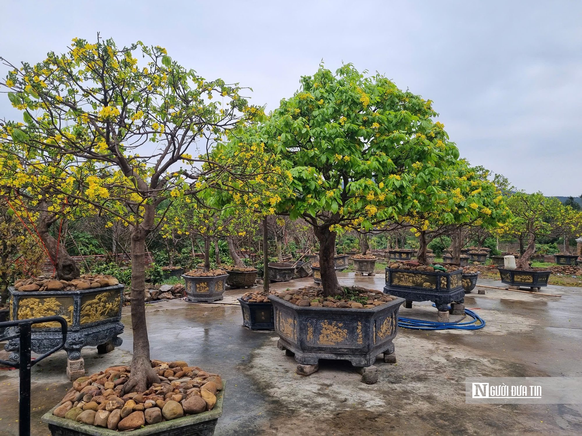 N&ocirc;ng d&acirc;n thu tiền tỷ từ c&acirc;y mai v&agrave;ng Y&ecirc;n Tử- Ảnh 3.
