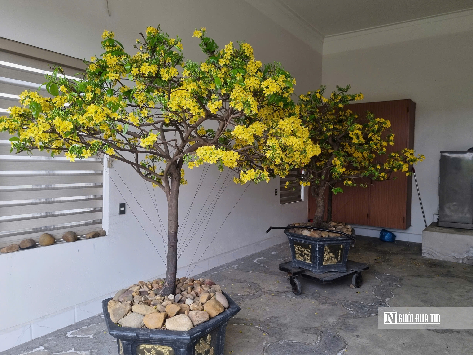 N&ocirc;ng d&acirc;n thu tiền tỷ từ c&acirc;y mai v&agrave;ng Y&ecirc;n Tử- Ảnh 5.