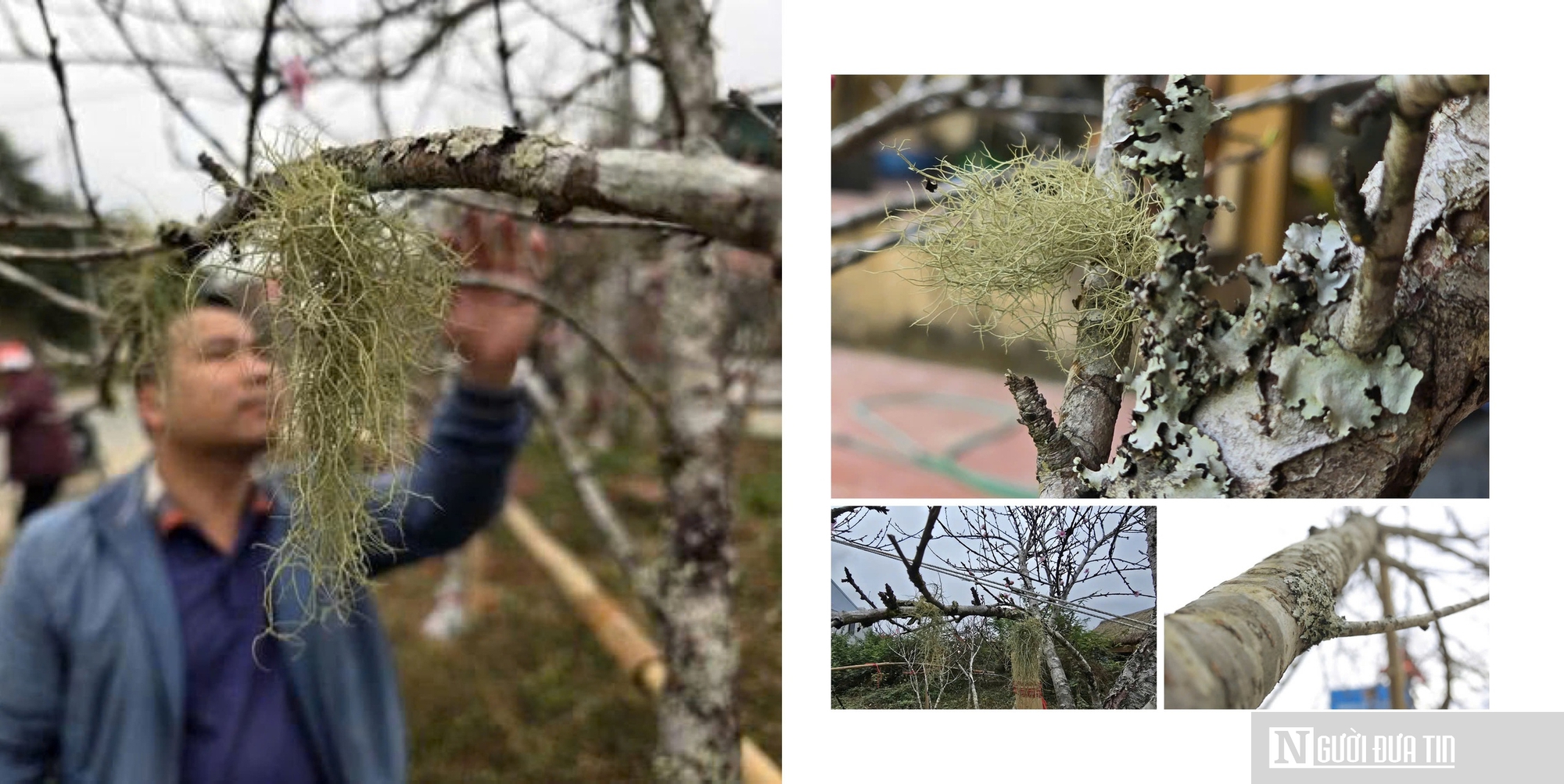 Theo ch&acirc;n &ldquo;thợ săn&rdquo; đ&agrave;o đ&aacute;: Một tuần lội rừng, hốt bạc cả trăm triệu dịp Tết - Ảnh 1.