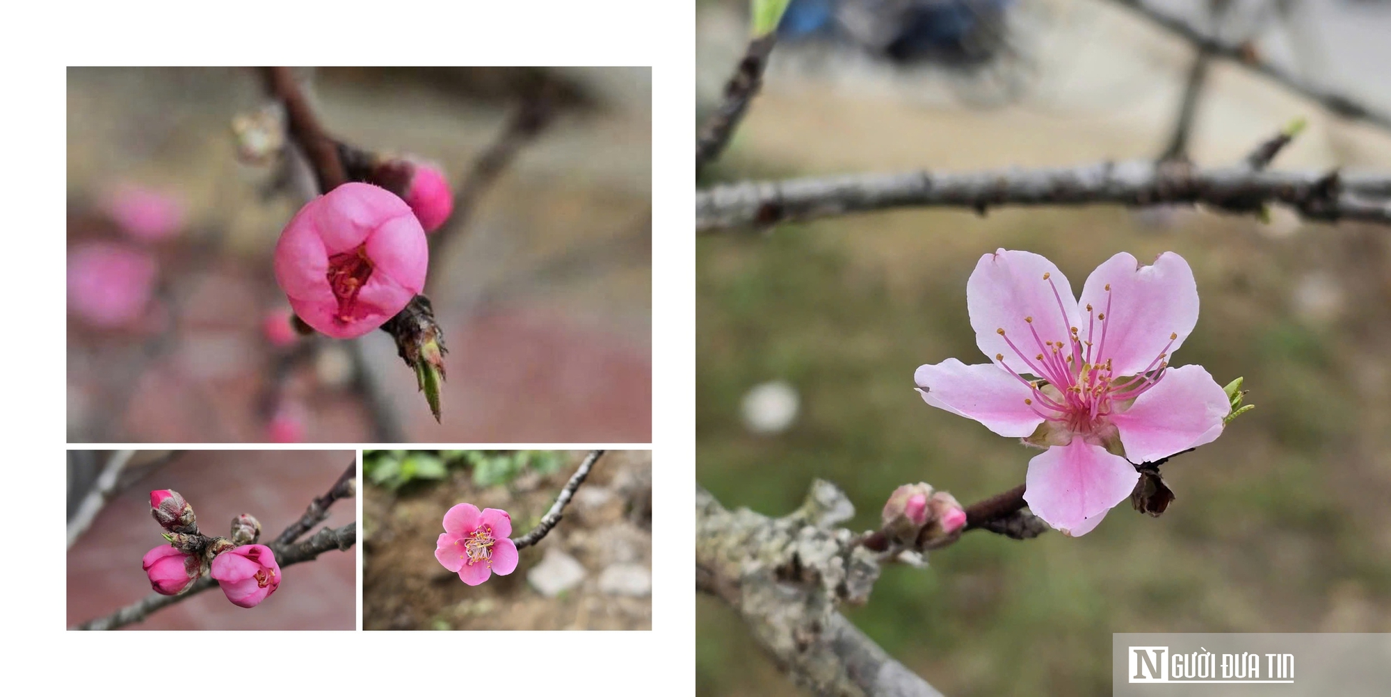 Theo ch&acirc;n &ldquo;thợ săn&rdquo; đ&agrave;o đ&aacute;: Một tuần lội rừng, hốt bạc cả trăm triệu dịp Tết - Ảnh 4.