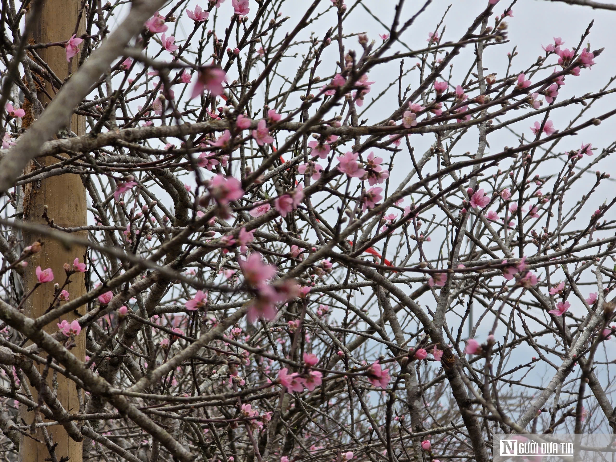 Theo ch&acirc;n &ldquo;thợ săn&rdquo; đ&agrave;o đ&aacute;: Một tuần lội rừng, hốt bạc cả trăm triệu dịp Tết - Ảnh 5.