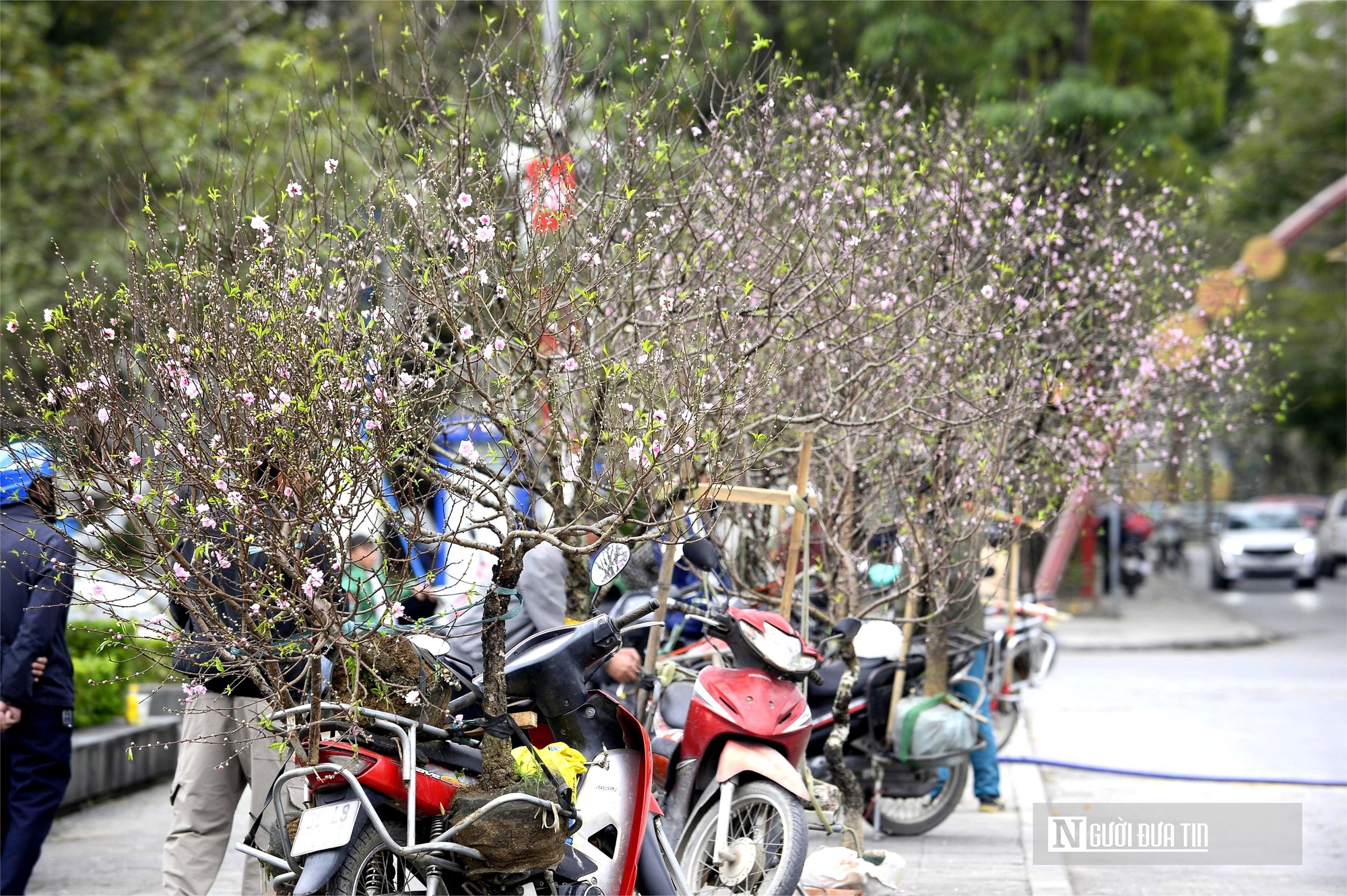 Chở "mùa xuân" trên yên xe về phố, kiếm chục triệu mỗi ngày giáp Tết- Ảnh 4. Chở "mùa xuân" trên yên xe về phố, kiếm chục triệu mỗi ngày giáp Tết- Ảnh 4.