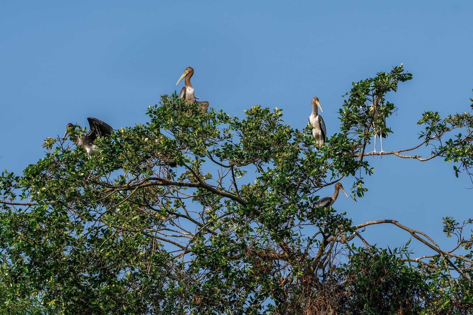Kiến trúc “thành phố thẳng đứng” tại Điểm tham quan Khu bảo tồn Đồng Tháp Mười - Ảnh 7.