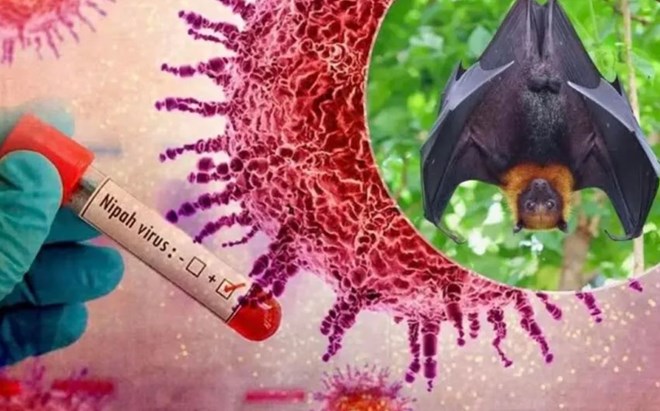 Bộ Y tế ban hành hướng dẫn chẩn đoán và điều trị bệnh do virus Nipah- Ảnh 1. Bộ Y tế ban hành hướng dẫn chẩn đoán và điều trị bệnh do virus Nipah- Ảnh 1.