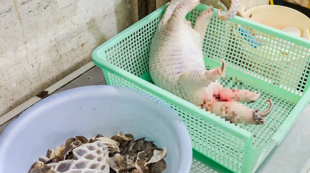 Khởi tố chủ nhà hàng mua tê tê, xẻ thịt, lặt vảy phục vụ thực khách - Ảnh 1.