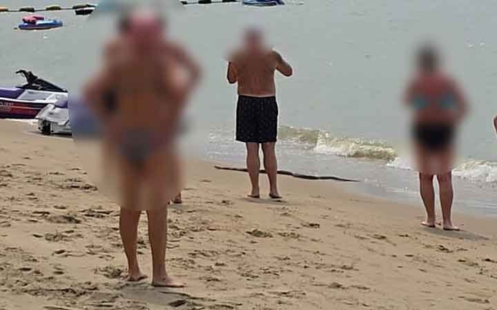 Hoảng loạn tại bãi biển Pattaya khi trăn khổng lồ bất ngờ trồi lên từ biển