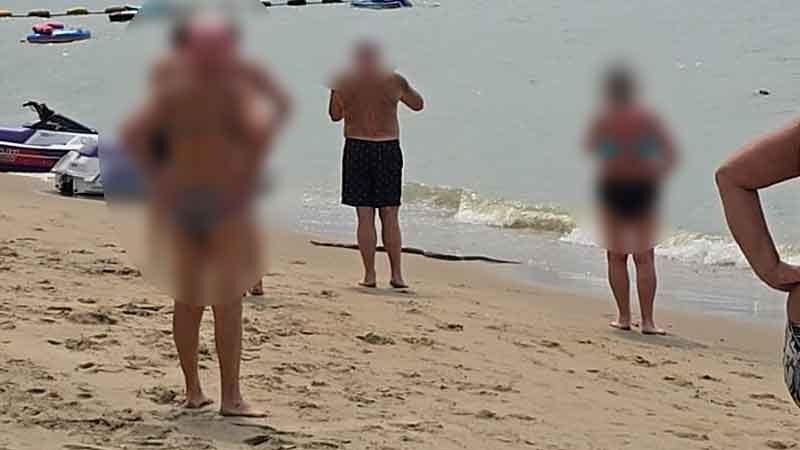 Thấy thứ "đáng sợ" trồi lên từ biển, du khách hoảng sợ bỏ chạy - Ảnh 1.