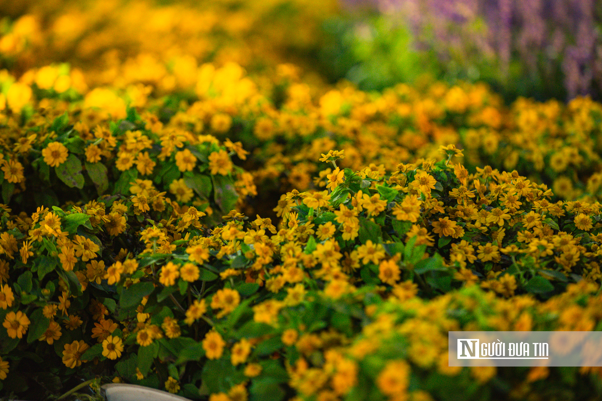 Cận cảnh Song m&atilde; k&eacute;o xe, X&iacute;ch m&atilde; tung v&oacute; lấp l&aacute;nh tại đường hoa xu&acirc;n Đắk Lắk- Ảnh 13.