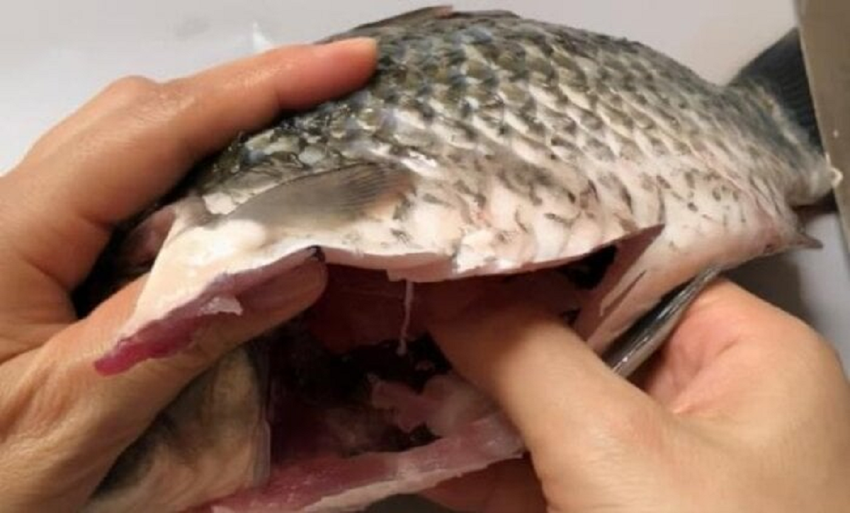 2 bộ phận của cá "cực độc, nhất cái số 1 nhiều người thích ăn vì tưởng bổ - Ảnh 2.