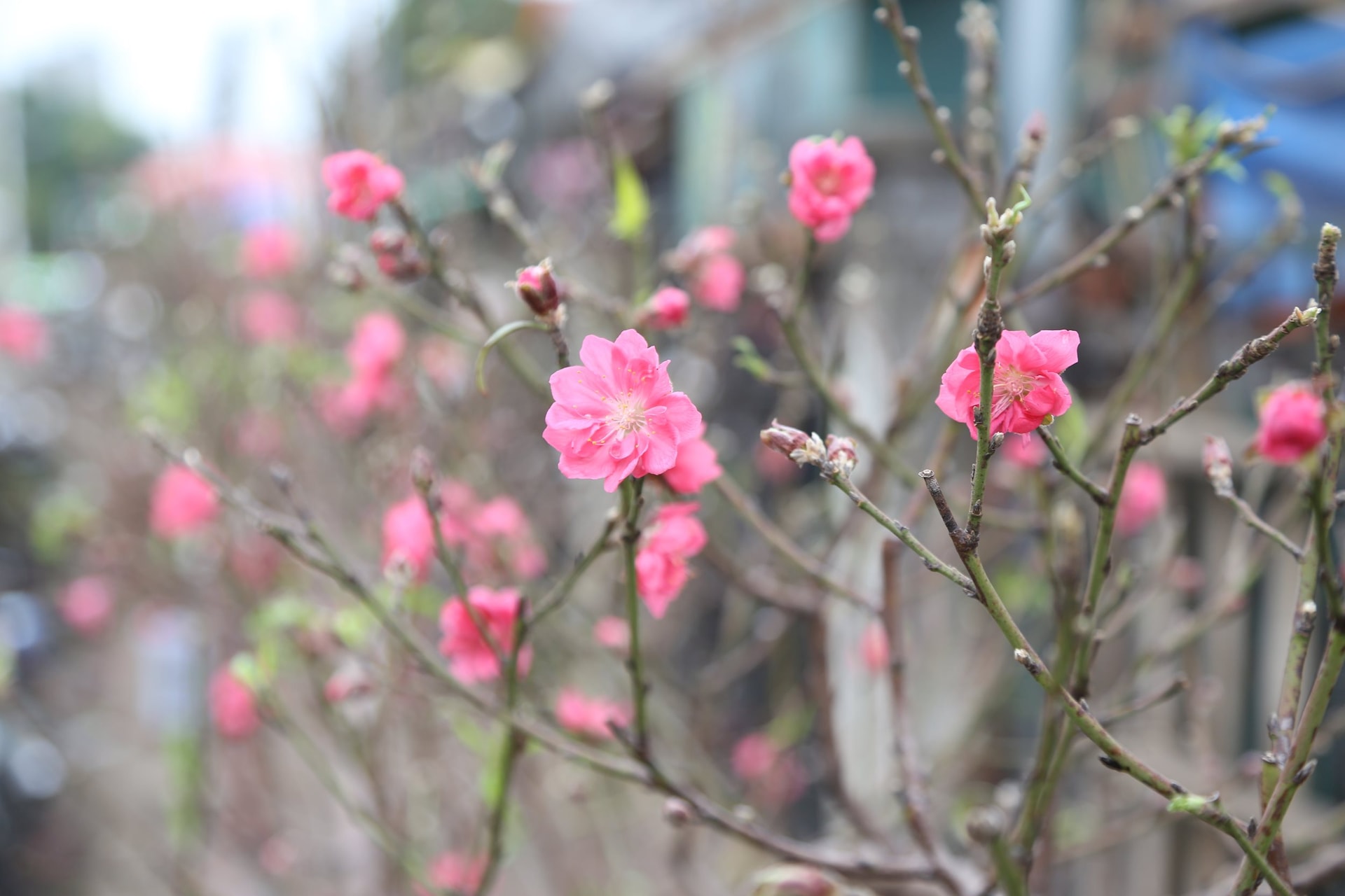 Những lời chúc Tết Bính Ngọ 2026 hay và ấn tượng nhất- Ảnh 1. Những lời chúc Tết Bính Ngọ 2026 hay và ấn tượng nhất- Ảnh 1.