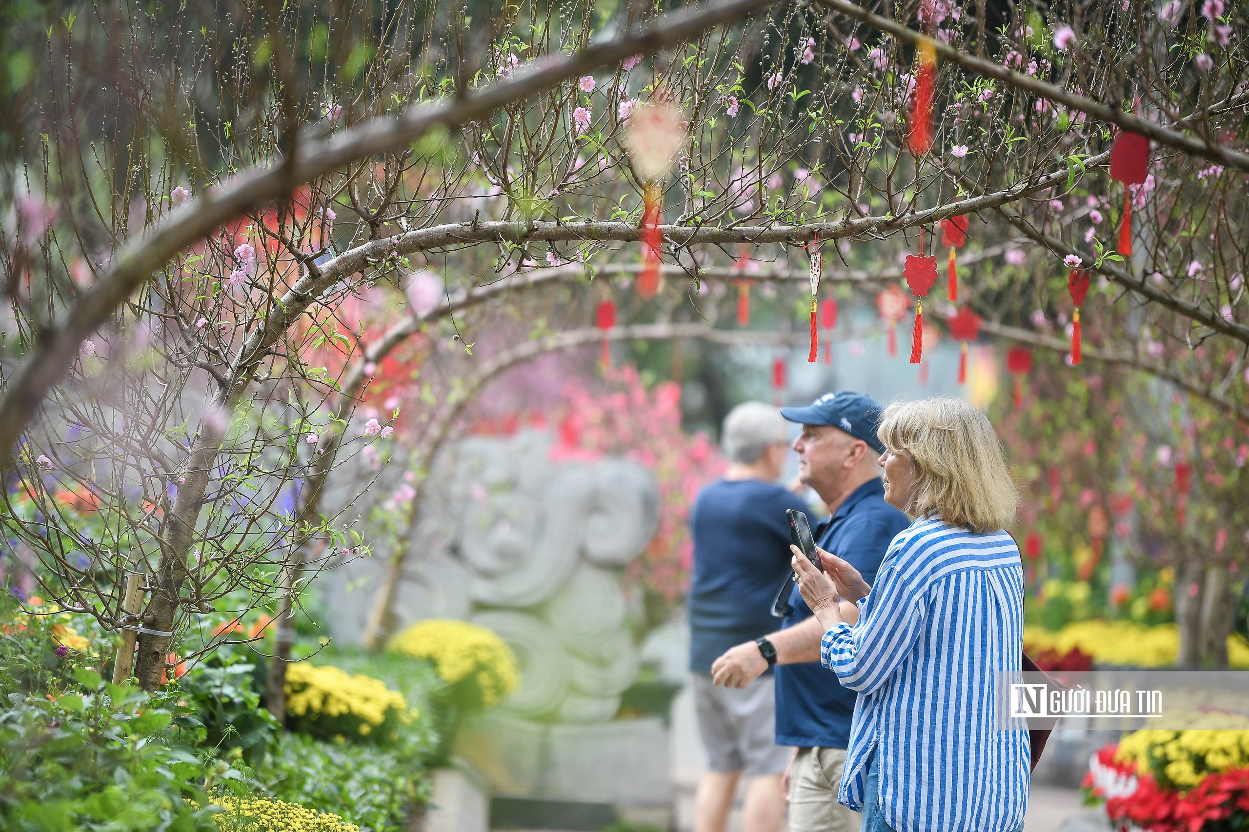 H&agrave; Nội: Người d&acirc;n h&agrave;o hứng "check-in" với 300 gốc đ&agrave;o cổ- Ảnh 7.