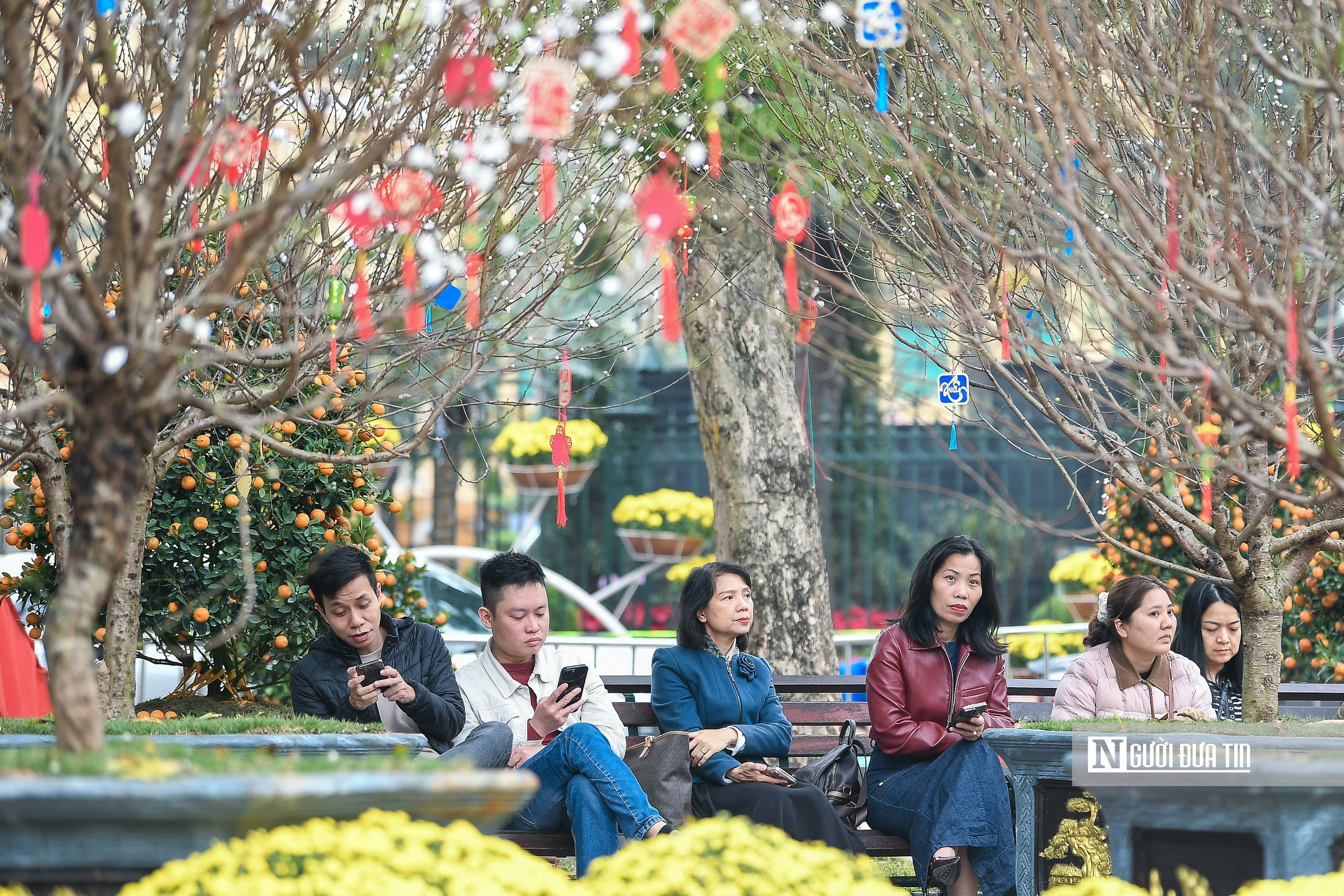 H&agrave; Nội: Người d&acirc;n h&agrave;o hứng "check-in" với 300 gốc đ&agrave;o cổ- Ảnh 16.