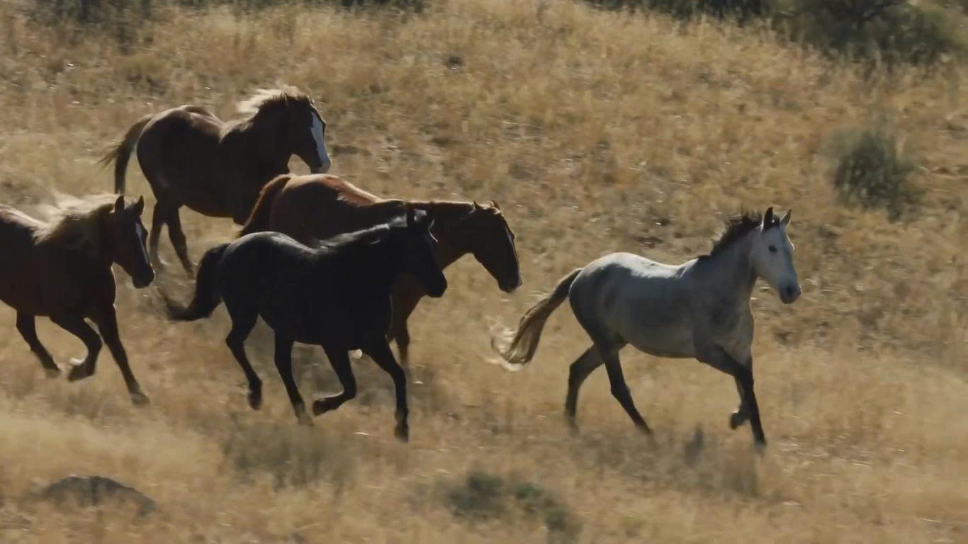 Linh vật ngựa rực rỡ khắp miền Tây chào Xuân Bính Ngọ- Ảnh 1.