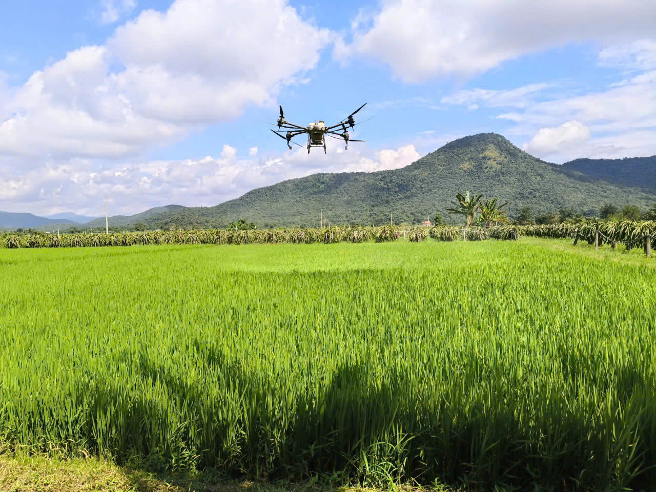 Tương lai mới trên những “cánh đồng không dấu chân” của Lâm Đồng- Ảnh 1. Tương lai mới trên những “cánh đồng không dấu chân” của Lâm Đồng- Ảnh 1.