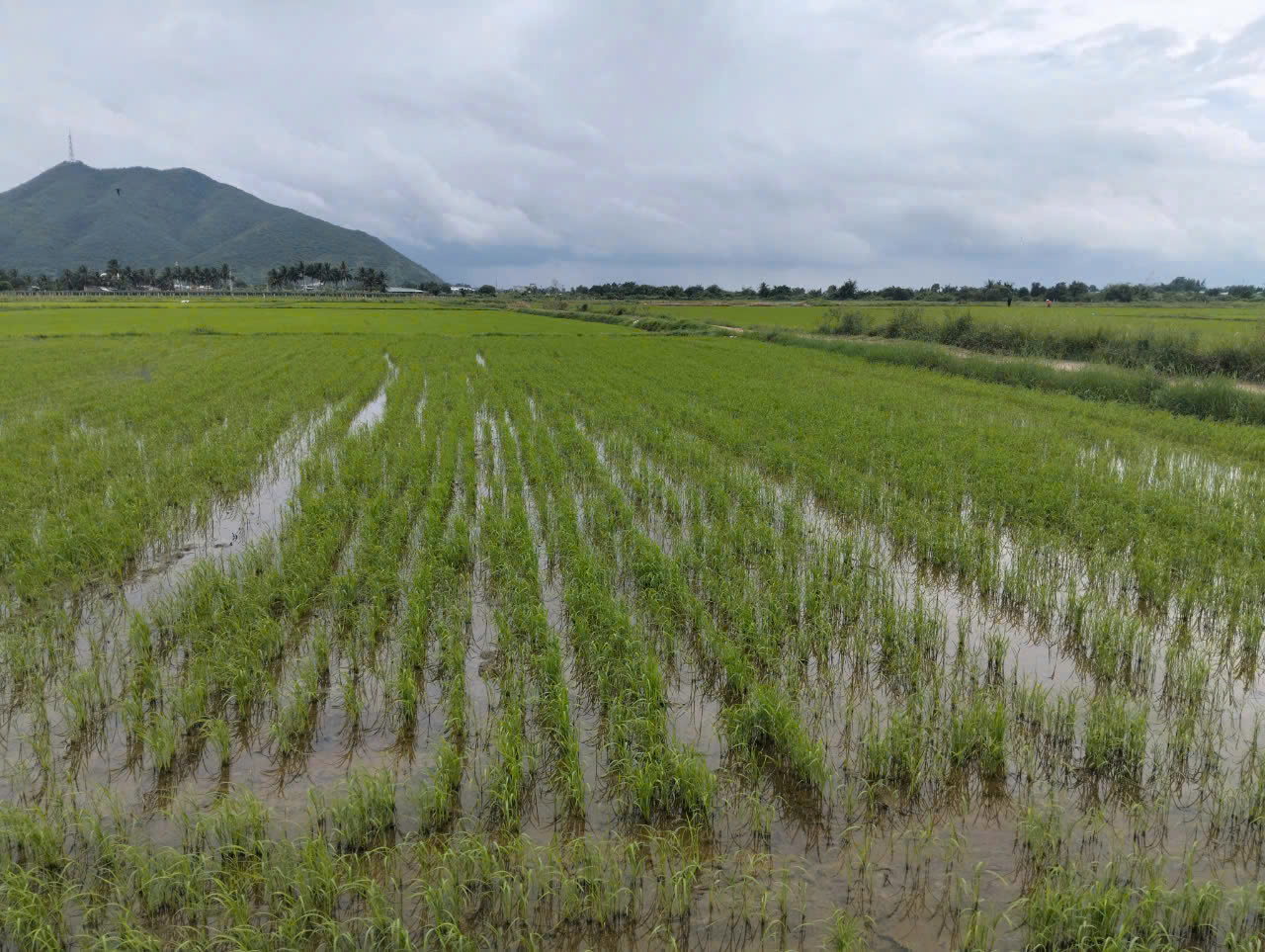 Tương lai mới trên những “cánh đồng không dấu chân” của Lâm Đồng- Ảnh 6. Tương lai mới trên những “cánh đồng không dấu chân” của Lâm Đồng- Ảnh 6.