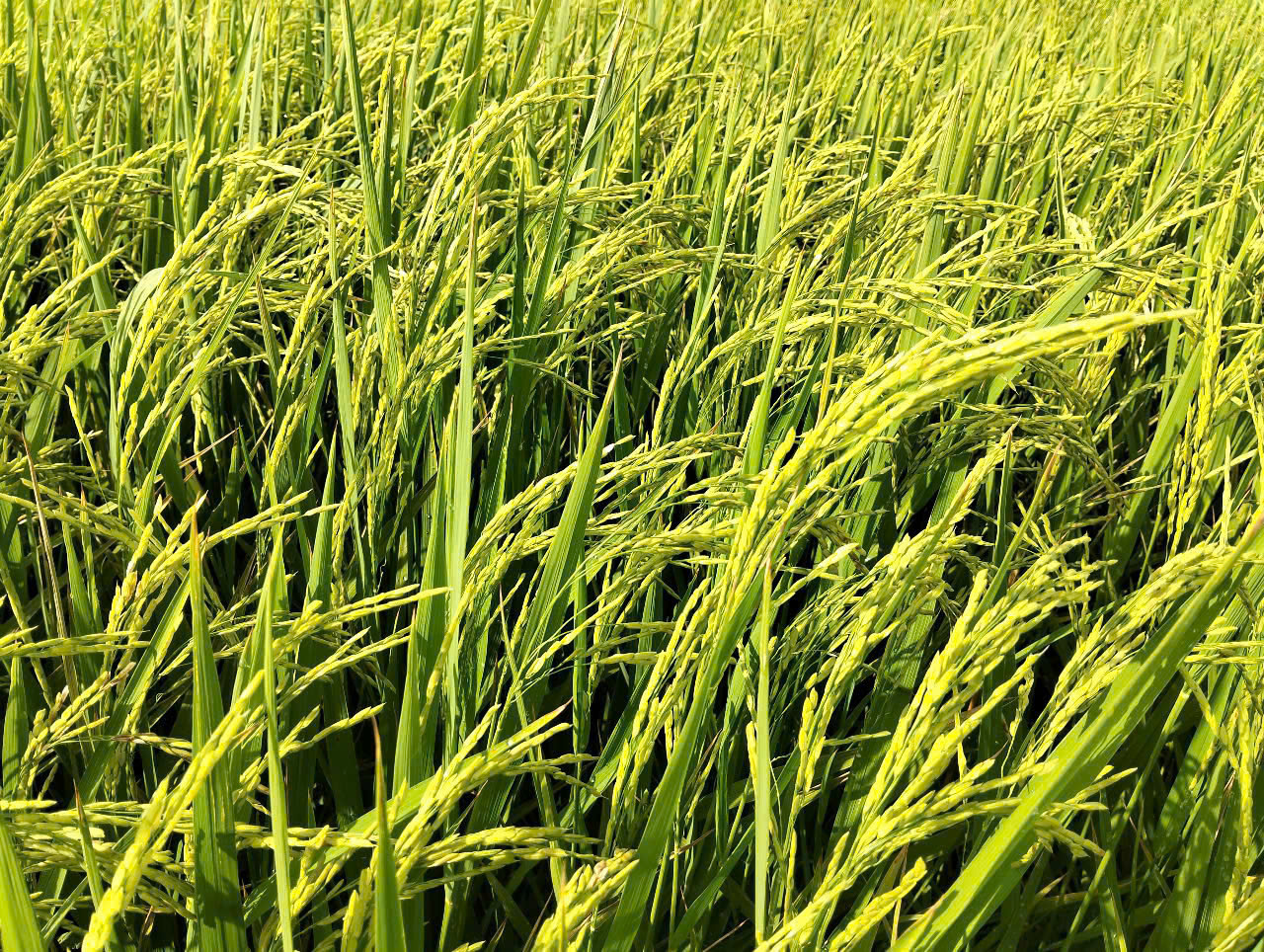 Tương lai mới trên những “cánh đồng không dấu chân” của Lâm Đồng- Ảnh 3. Tương lai mới trên những “cánh đồng không dấu chân” của Lâm Đồng- Ảnh 3.